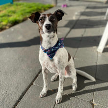 Load image into Gallery viewer, Simply Botanic Collar