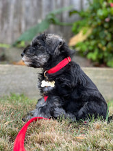 Load image into Gallery viewer, Benji Leash
