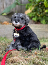 Load image into Gallery viewer, Benji Collar
